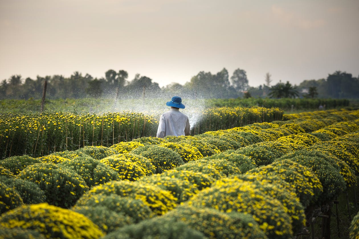 Scène agricole dans une exploitation au Togo
